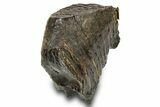 Woolly Mammoth Upper M Molar - Siberia #295866-1